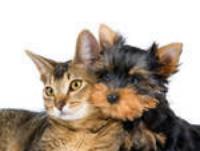 Pet Watchers Professional Pet Sitting, LLC
Fayette County Georgia