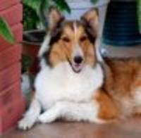 Treats Complete Pet Care - Pet Sitting - Dog Walking - Alexandria &amp; Arlington, VA