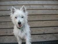 AK Pet Sitting Service