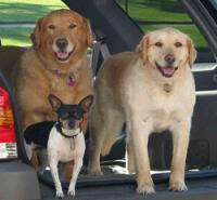 Three Dogs Snoring Pet Sitting & Care Services; Pet Sitter for Dogs, Cats, and any other animal
