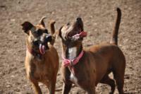 WA Pet Sitting Service