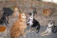 CEDAR CITY PET SITTING - Introduction - Cedar City, UT