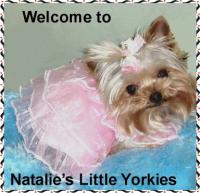 Natalie's Yorkies - Yorkies For Sale, Teacup, Parti Yorkies