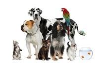 Laura&#039;s Critter Care | Pet sitting services